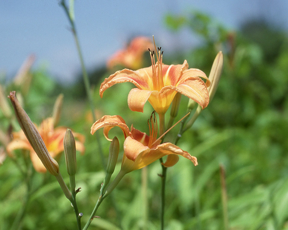 Tiger Lillies Another old film shot, of some Tiger Lillies… David