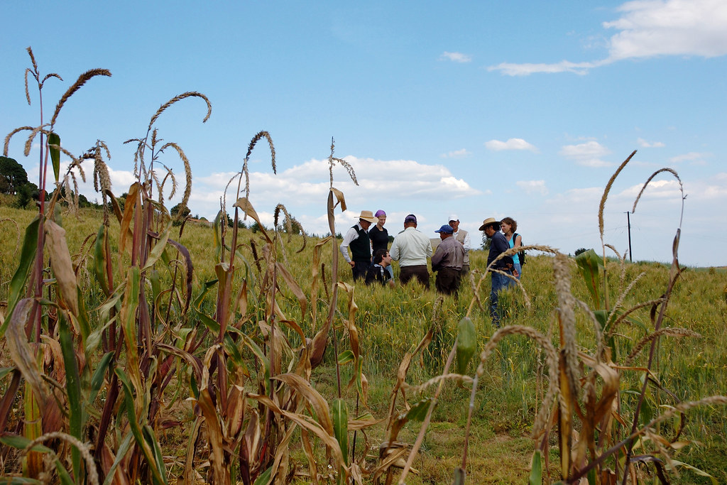 Trying out conservation agriculture wheat rotation alongside conventionallygrown maize, farmer
