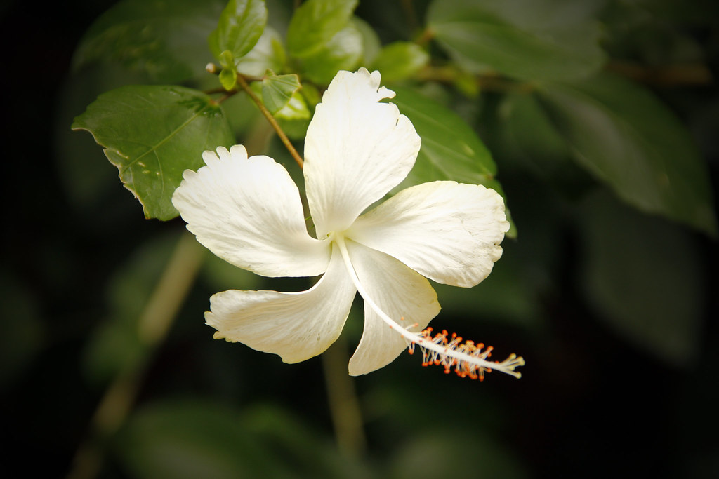 Hibiscus Dainty White!!! Hibiscus is a genus of flowering … Flickr