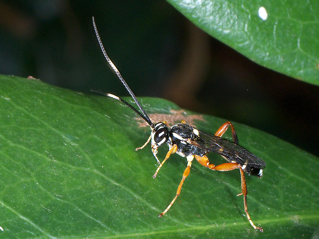 Flickriver Photoset 'Wasp, Ichneumon black with white spots and