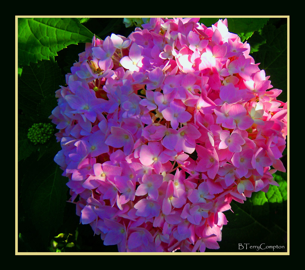 DSCN0917_1_72 Pink Hydrangea Flower Pink Hydrangea Flo… Flickr