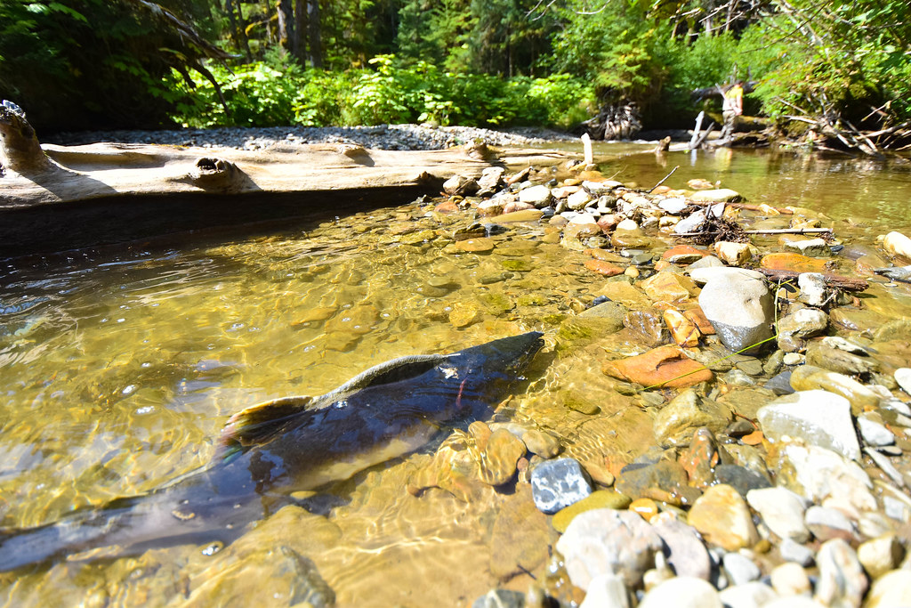 Hoonah Native Forest Partnership Pink Salmon Surveys Flickr
