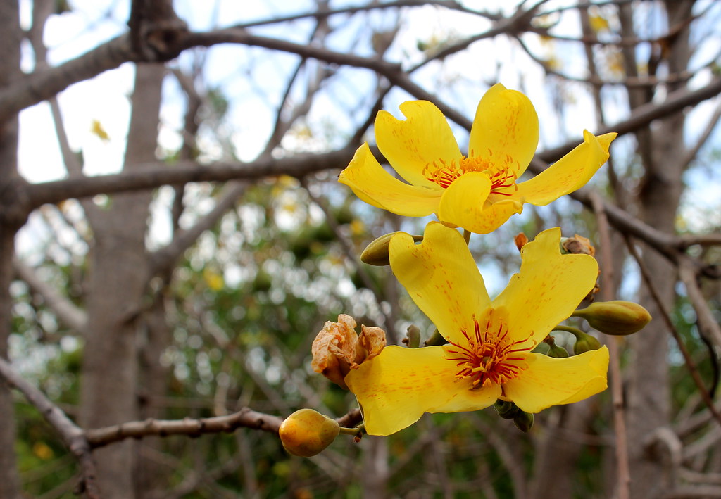 pretty Kapok flowers Australian Native Kapok. Cochlospermu… Flickr