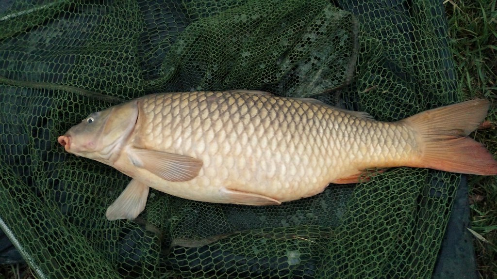 Michigan carp fishing thebbqguy Flickr