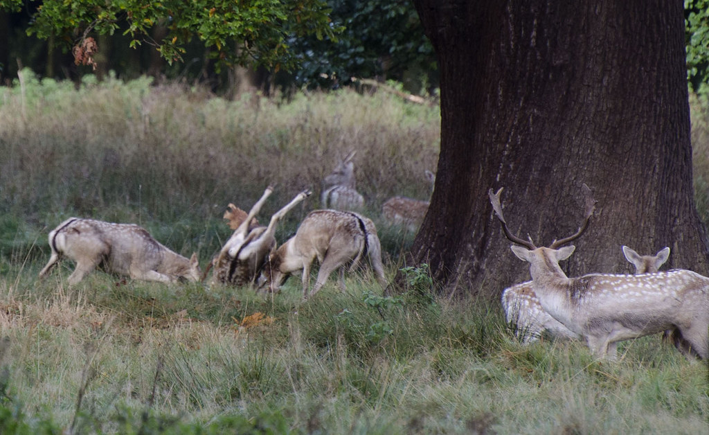 Fallow deer bucks get it on in deer park wood with consequ… Flickr