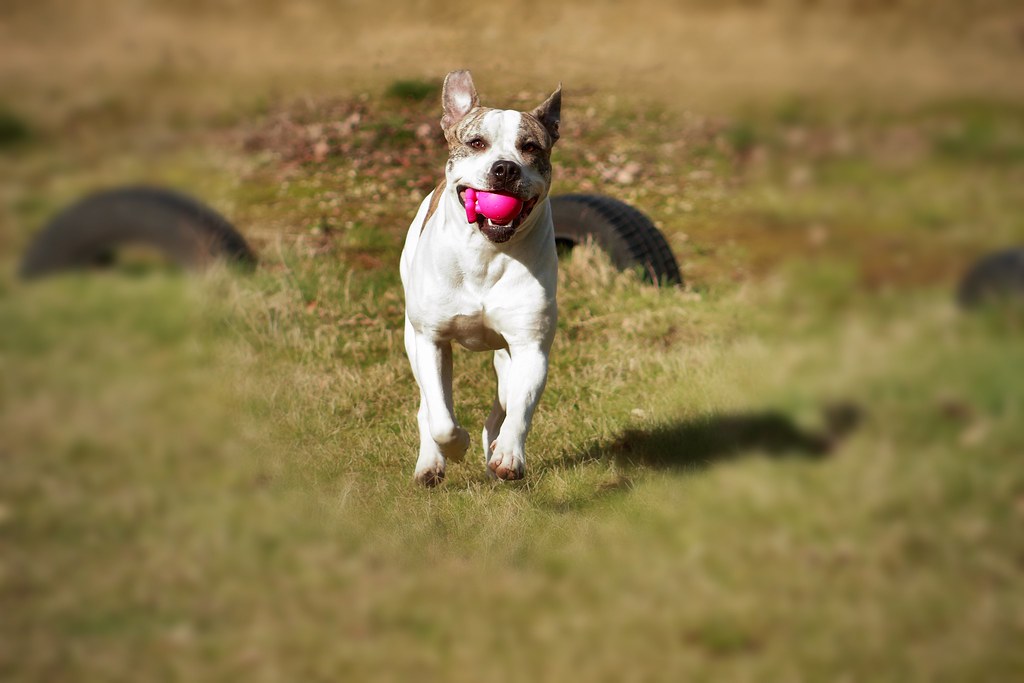 Dog with toy 🐶 juul van der leest Flickr