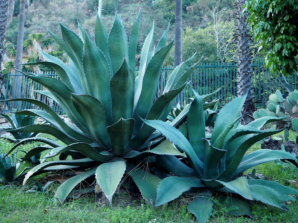 Agave salmiana var. ferox Faraona Maguey Família Ag… Flickr