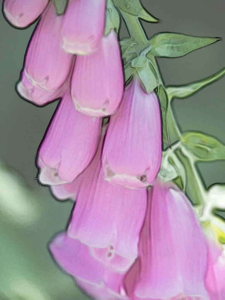 Summer flower Flower in the park. xyl Anita Flickr
