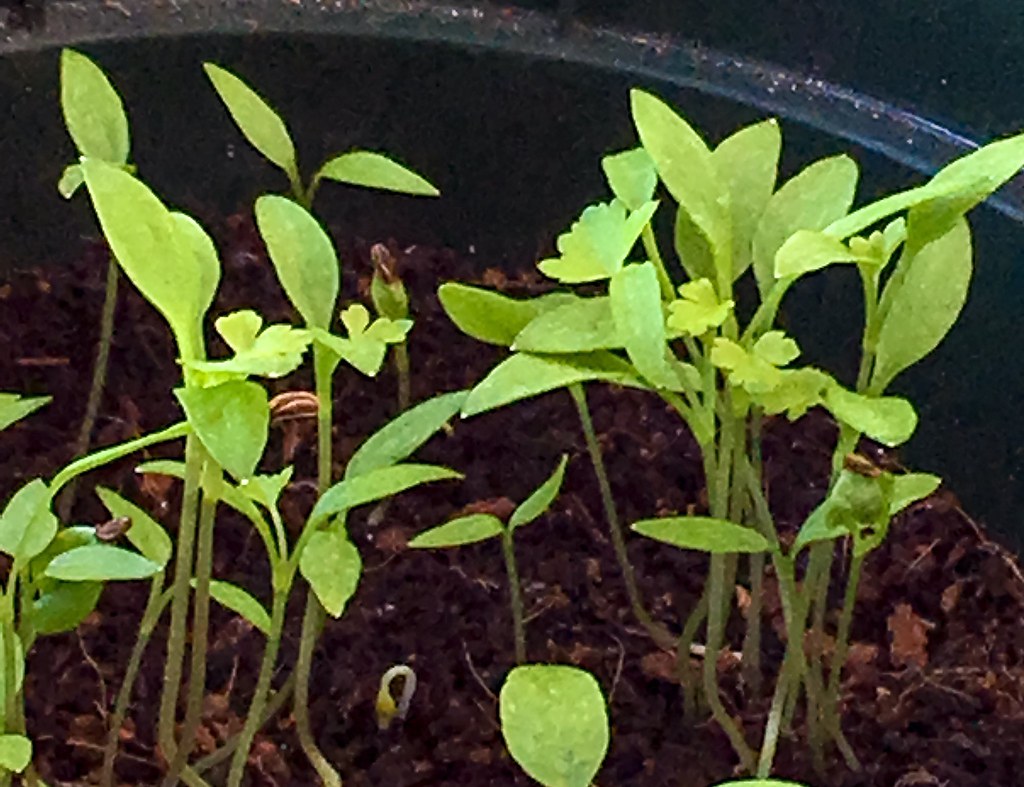 Flat Leaf Parsley Seedlings (early) SBT4NOW Flickr