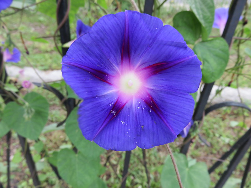 Weed of the Month Morning Glory Brooklyn Botanic Garden