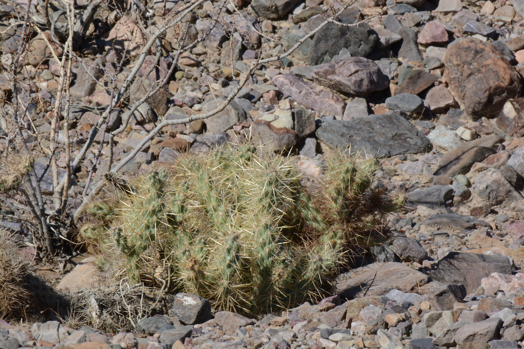 Plants of Death Valley NP Kevin McKinney Flickr