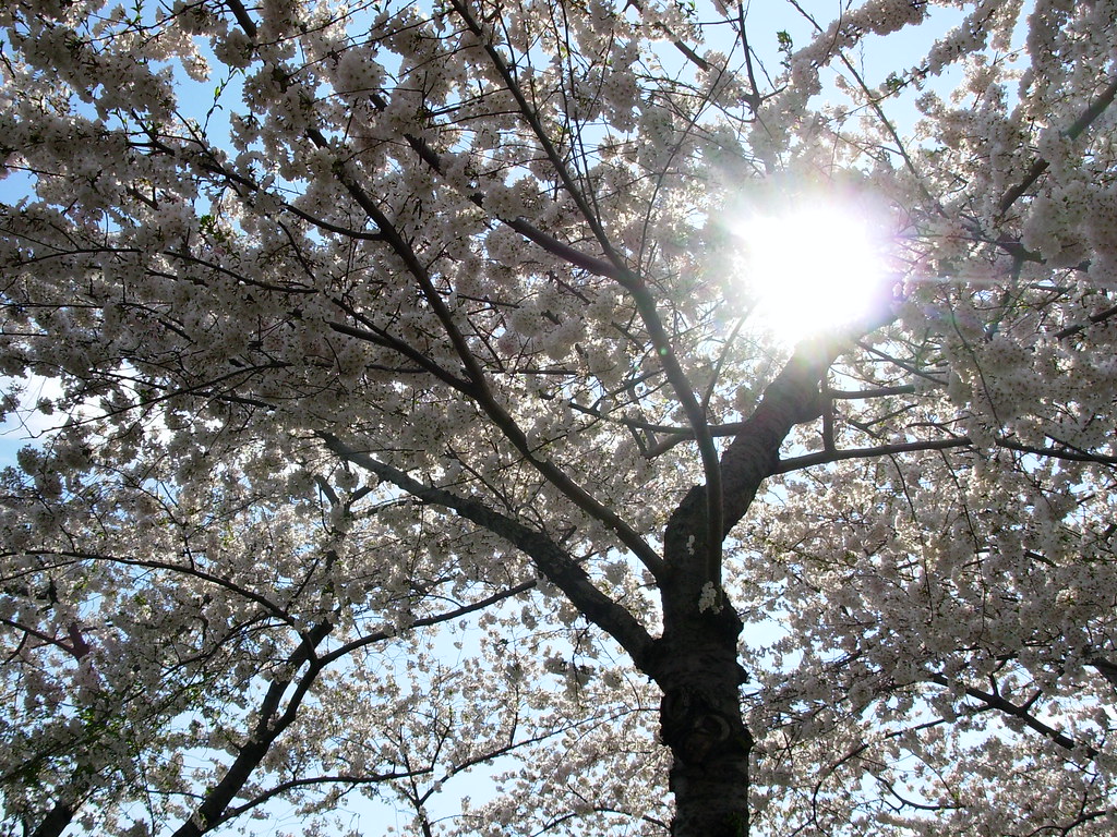 DC Cherry Blossoms Flickr