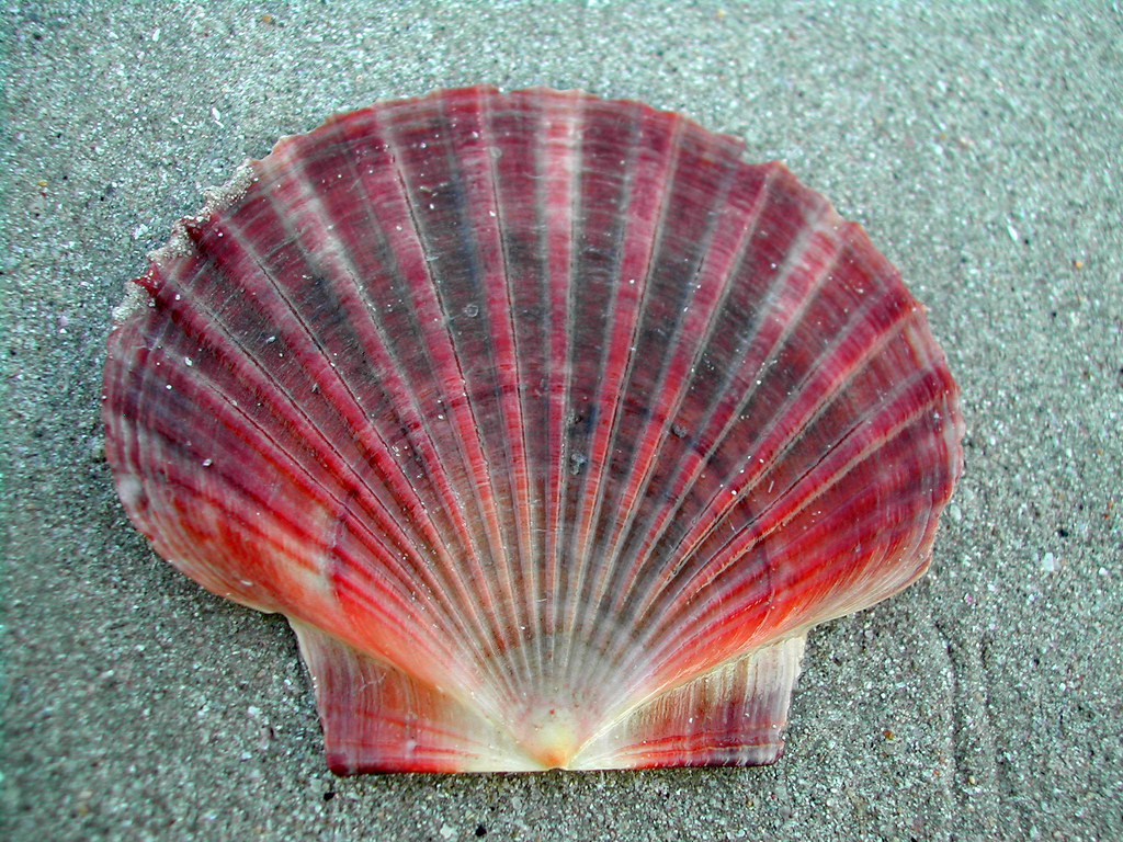 Scallop Shell a photo on Flickriver
