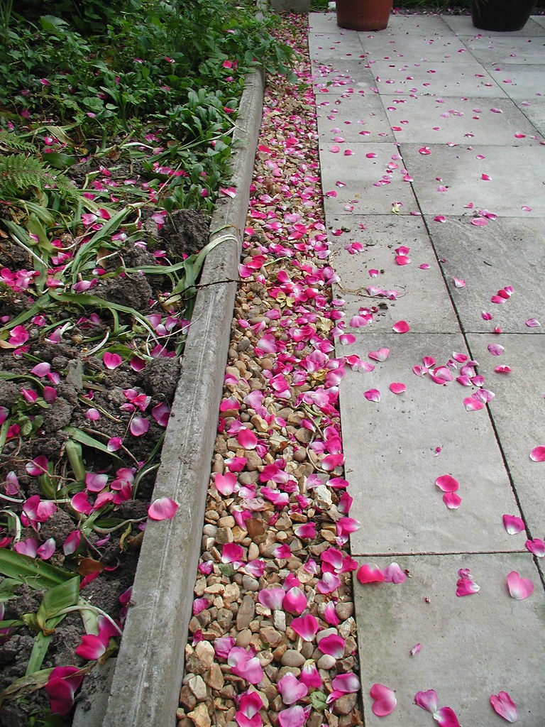 Pebbles and petals The climbing rose shedding onto the pat… Steve