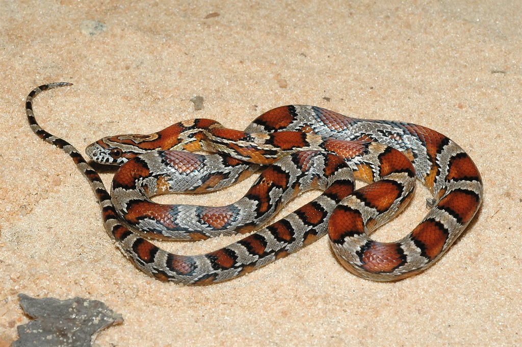 Corn Snake Elaphe guttata guttata. Blackwater River State … Flickr