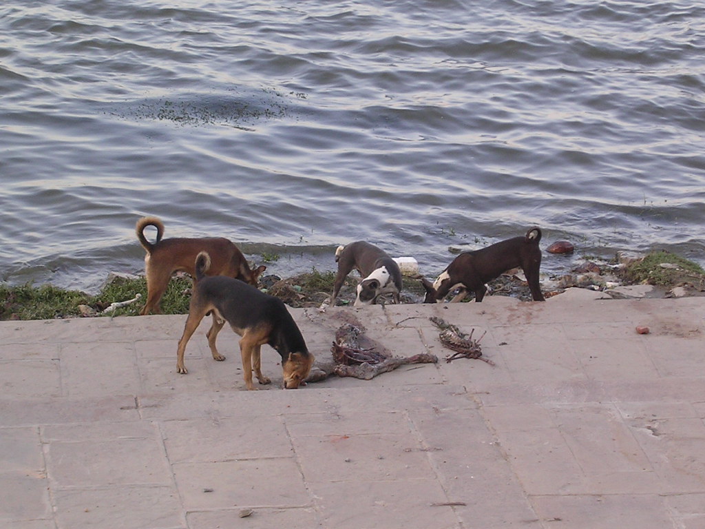 Dogs eating human corpse Vierka Flickr