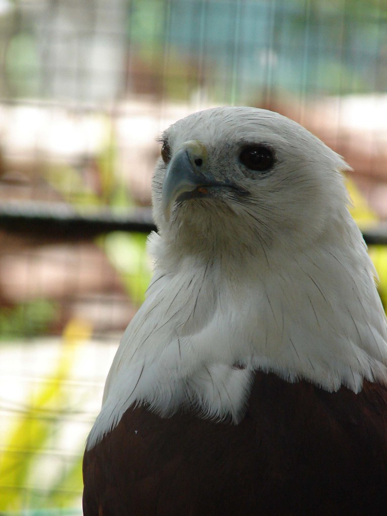 Crocodile Farm Cebu Raymond Ayers Flickr