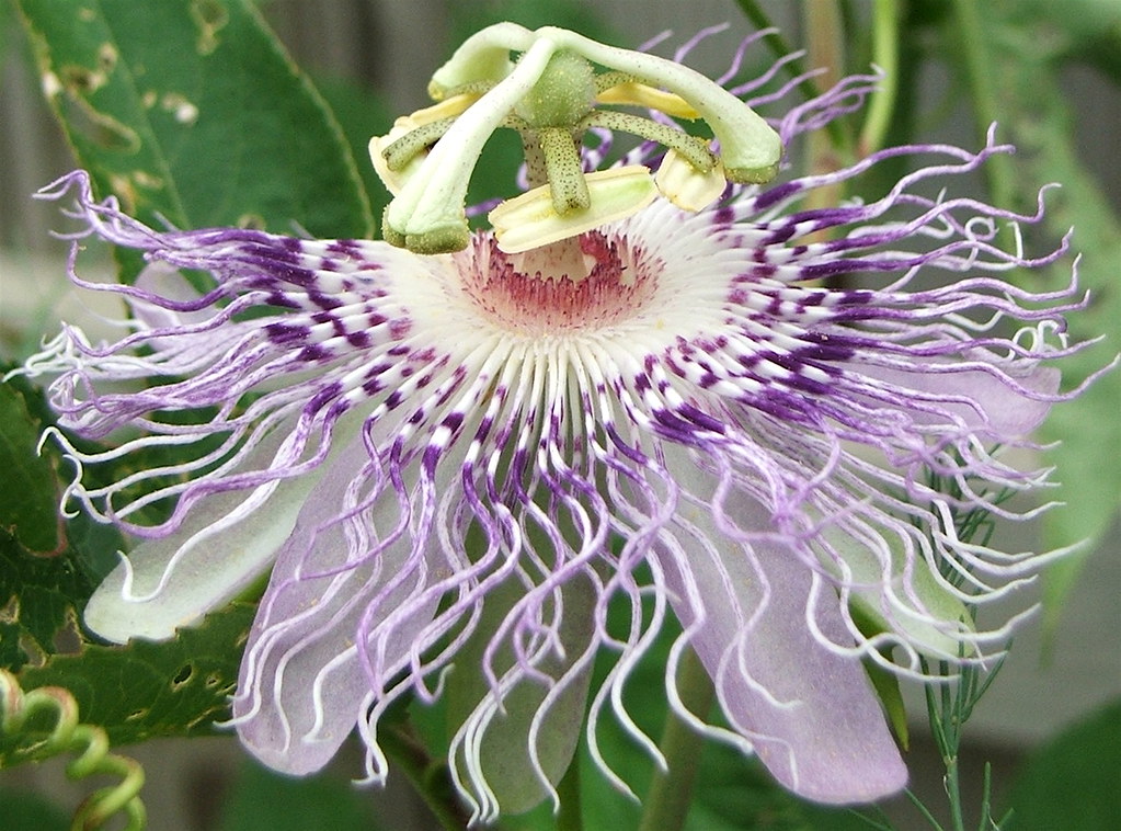 Passion fruit flower 2 From a wild vine growing in my gard… Flickr