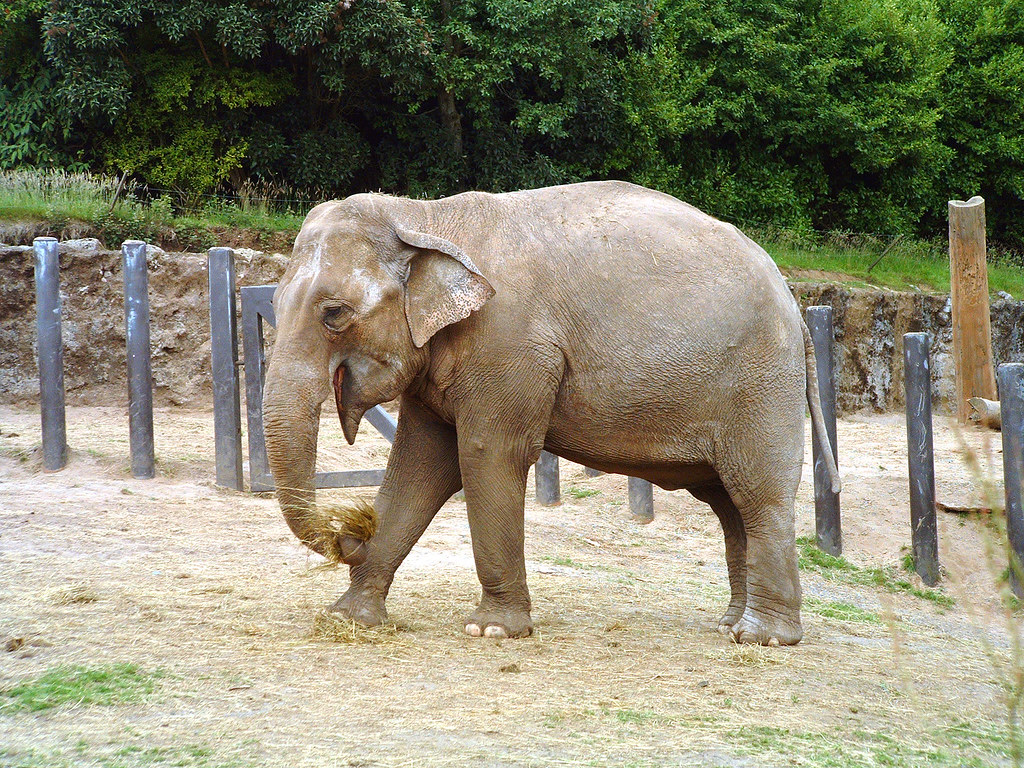 DSCF0098 Belfast Zoo Elephant Kelvin McKivitt Flickr