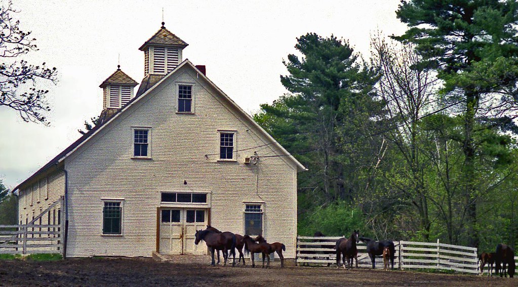 Quarter Horse stud, Vermont, USA, 1991 Phillip Capper Flickr