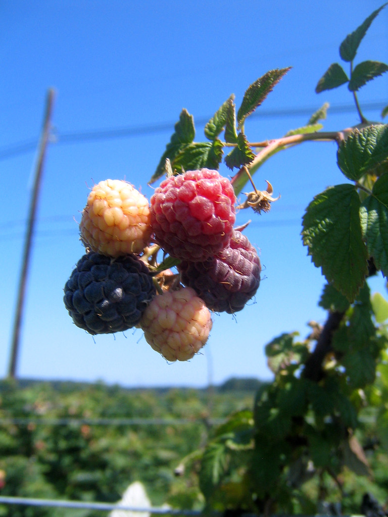 five_raspberries Pictures from Stults Farm in New Jersey, … Flickr