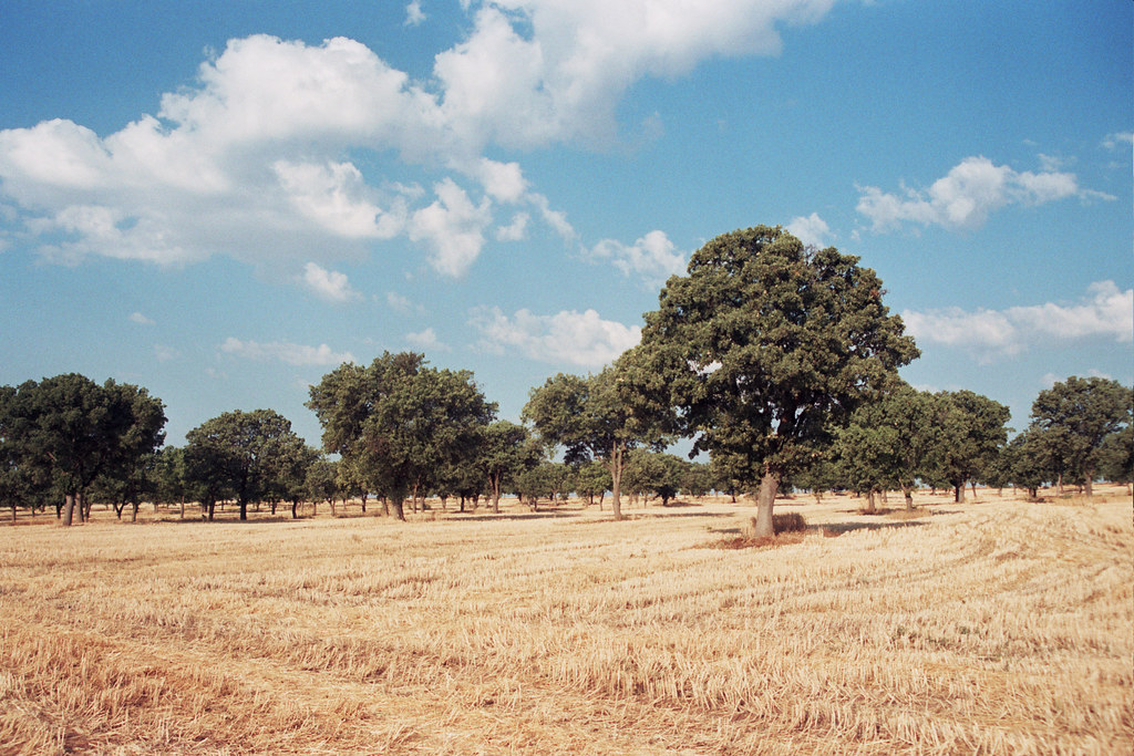 Dehesa_Uçak(Turquia2006) Rafael Medina Flickr