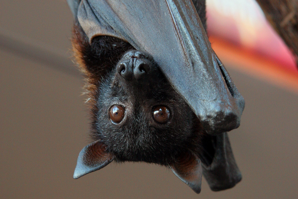 Malayan Flying Fox (closeup) Malayan Flying Fox (Pteropus … Flickr