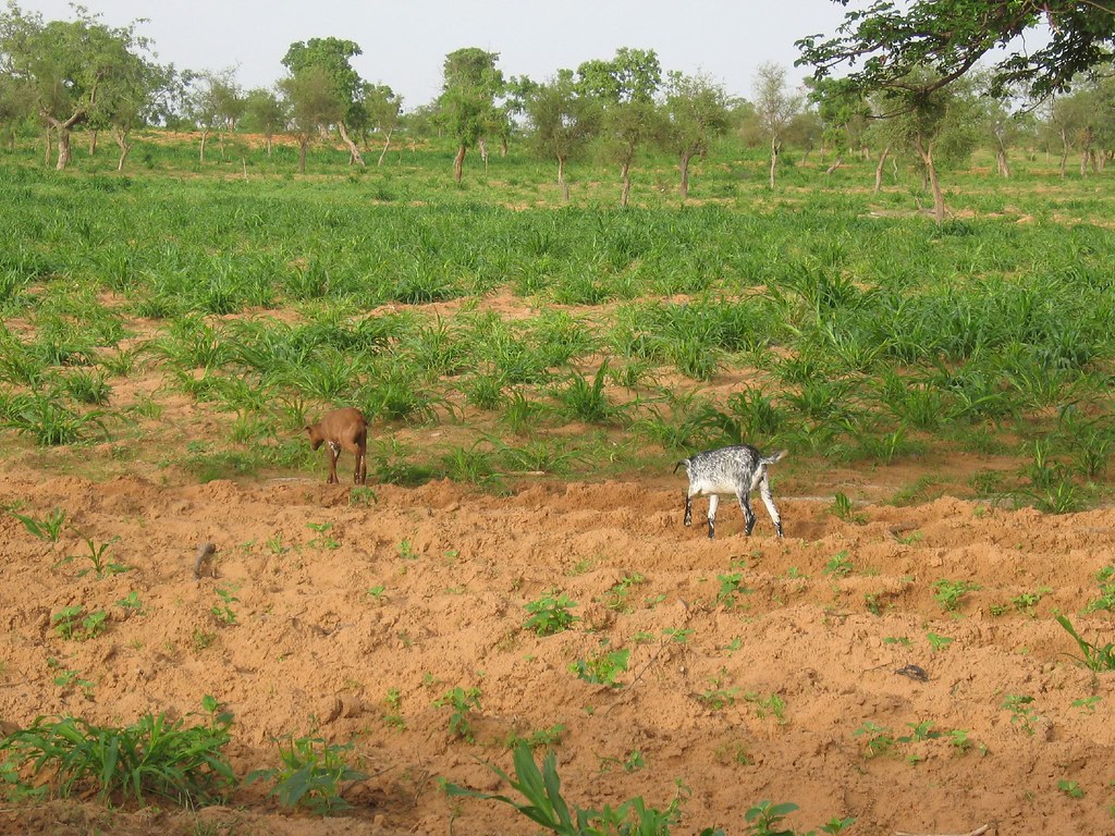 Africa 2006 229 goats in the millet Vince Flickr