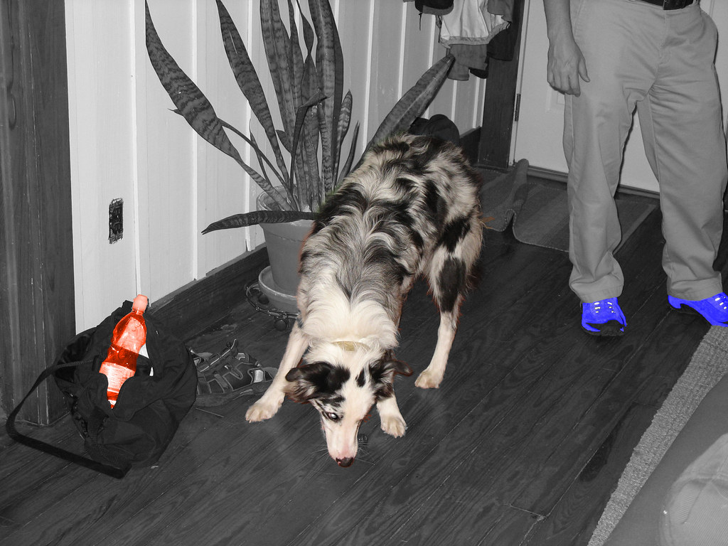 Chris'DogXXX | Just a pic of my friend Chris and his Dog... | xenoclimber | Flickr