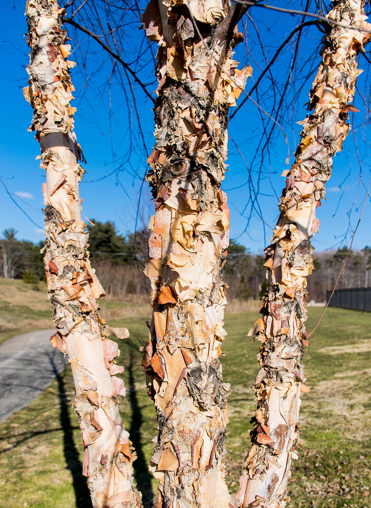 River Birch Loved the texture of this River Birch tree