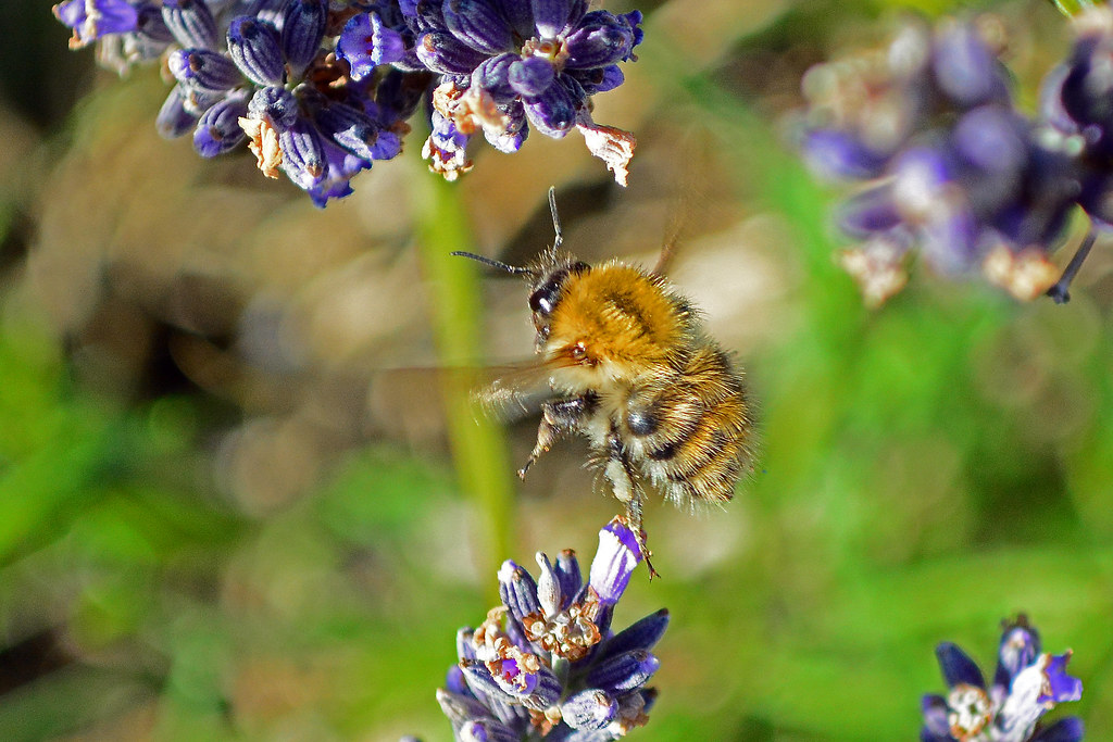A flying Carder Bee with full pollen sacs. Carder bees are… Flickr