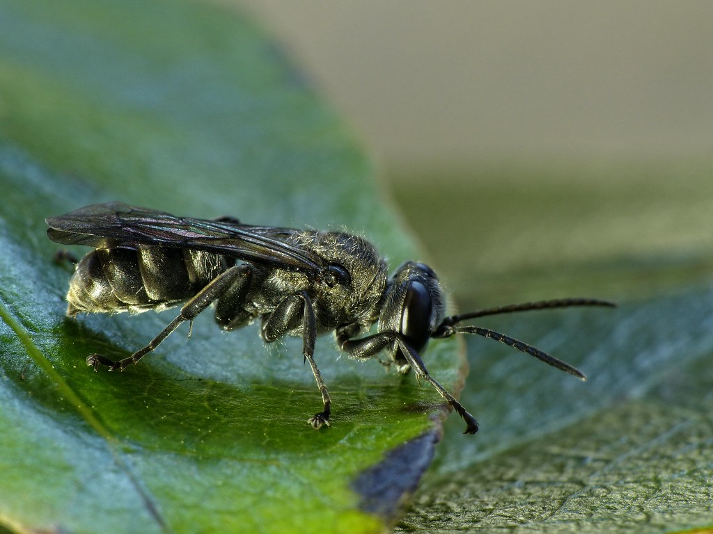 New Zealand Native Bee One of New Zealand's tiny native be… Flickr