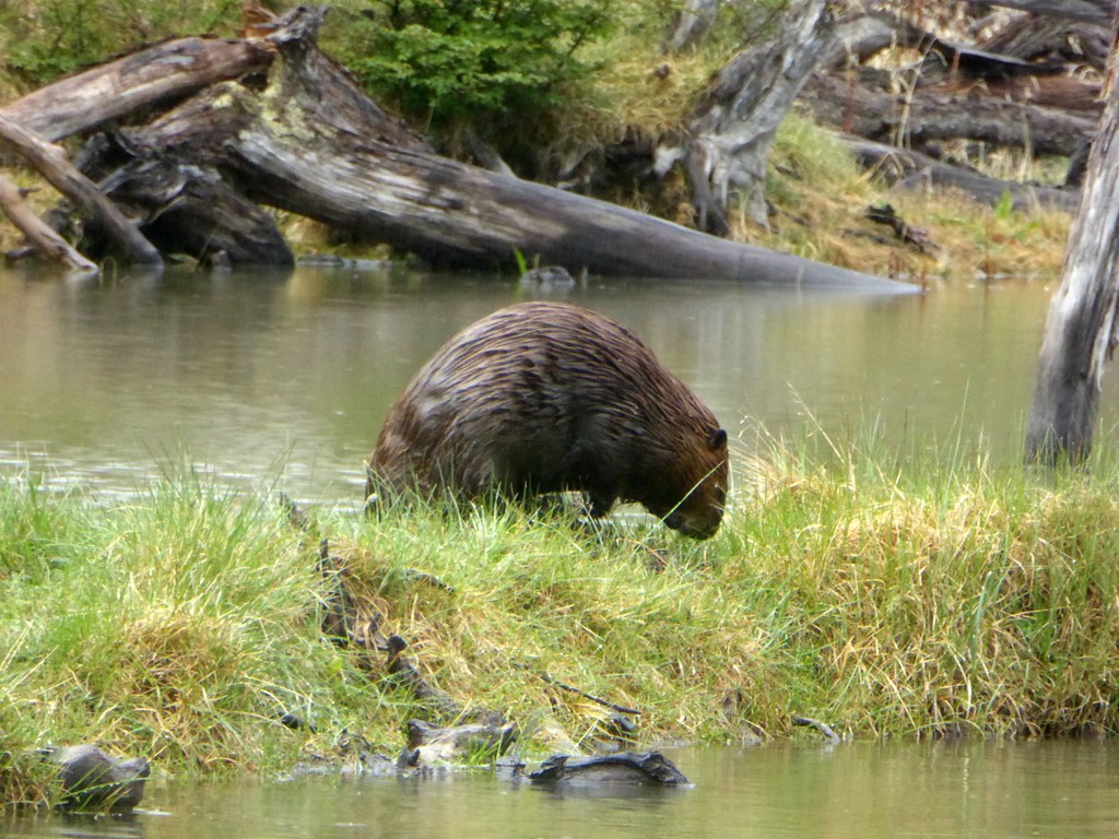 North American beaver Castor canadensis Argentina. Patag… Flickr