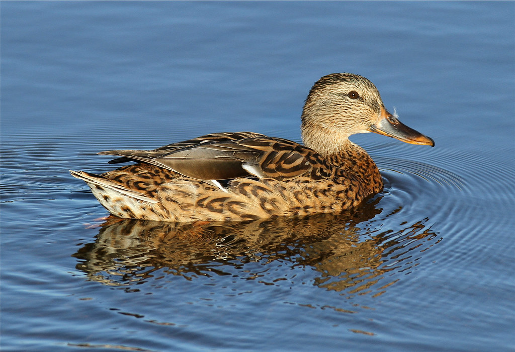 Anas platyrhynchos ♀ (Mallard) Spencer Island Park, north … Flickr