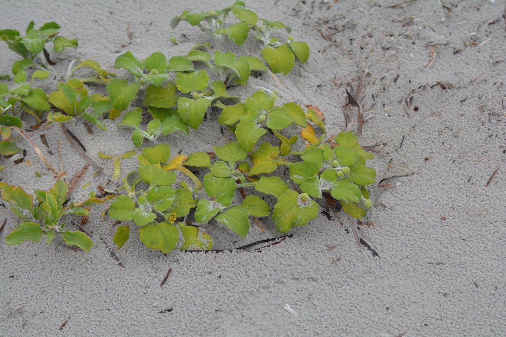 Beach cabbage, Arctotheca populifolia, eaten by Rock Parro… Flickr