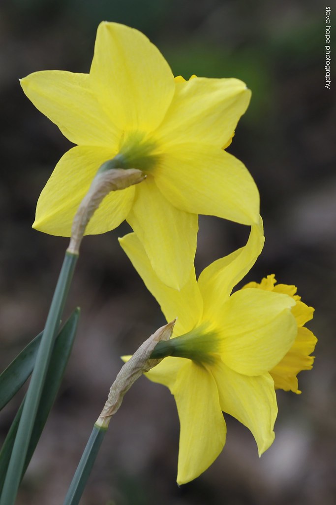 Humber Bridge viewing area Barton upon Humber SteveH1972 Flickr