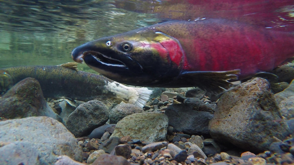 Salmon Salmon require cold, fastflowing streams and river… Flickr
