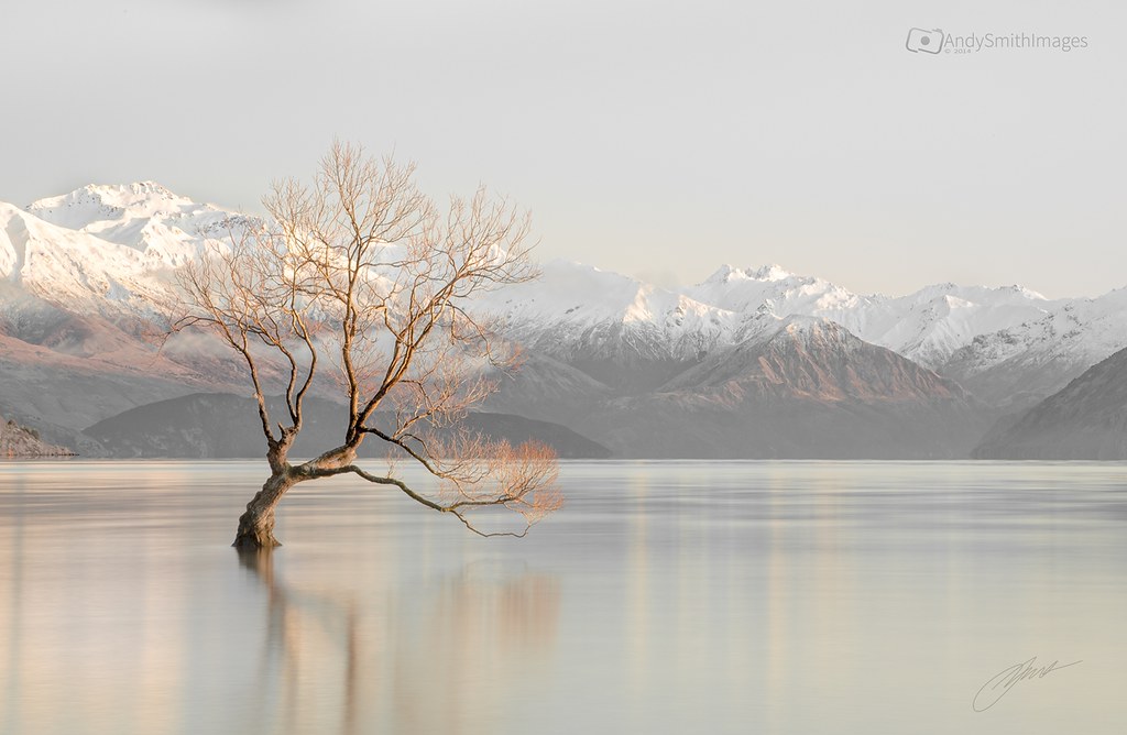 Duplicate Possibly the worlds most photographed tree, hate… Flickr