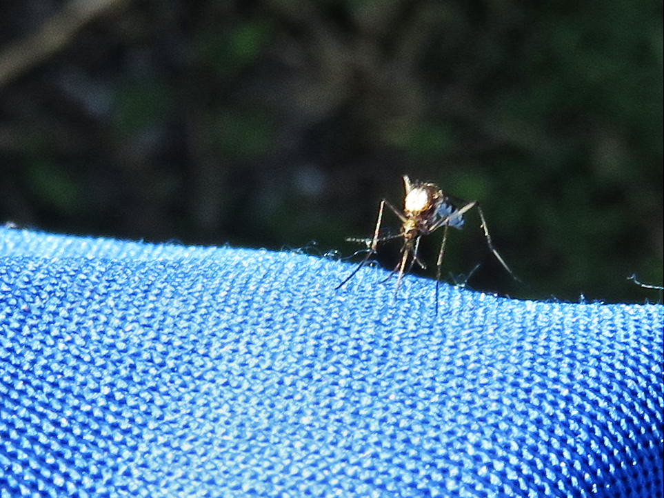 Mosquito white thorax ID? 20151129 Lots of mosquitoes alo… Flickr