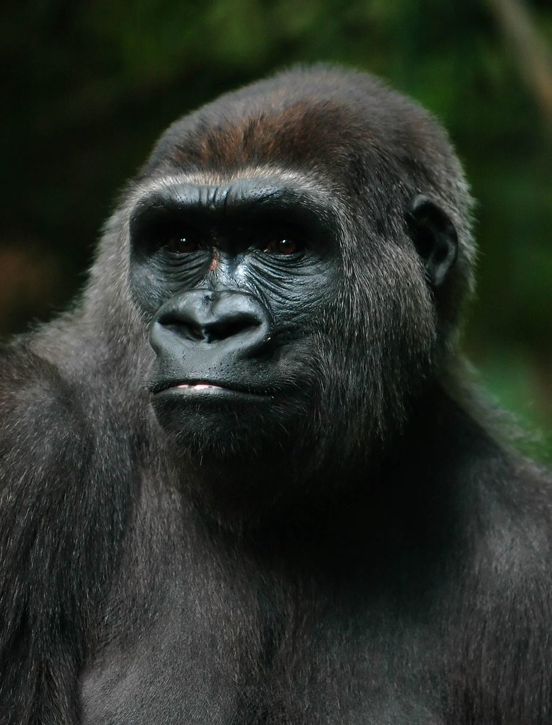 Gorilla A gorilla at the Bronx Zoo. (shot through glass) Adam