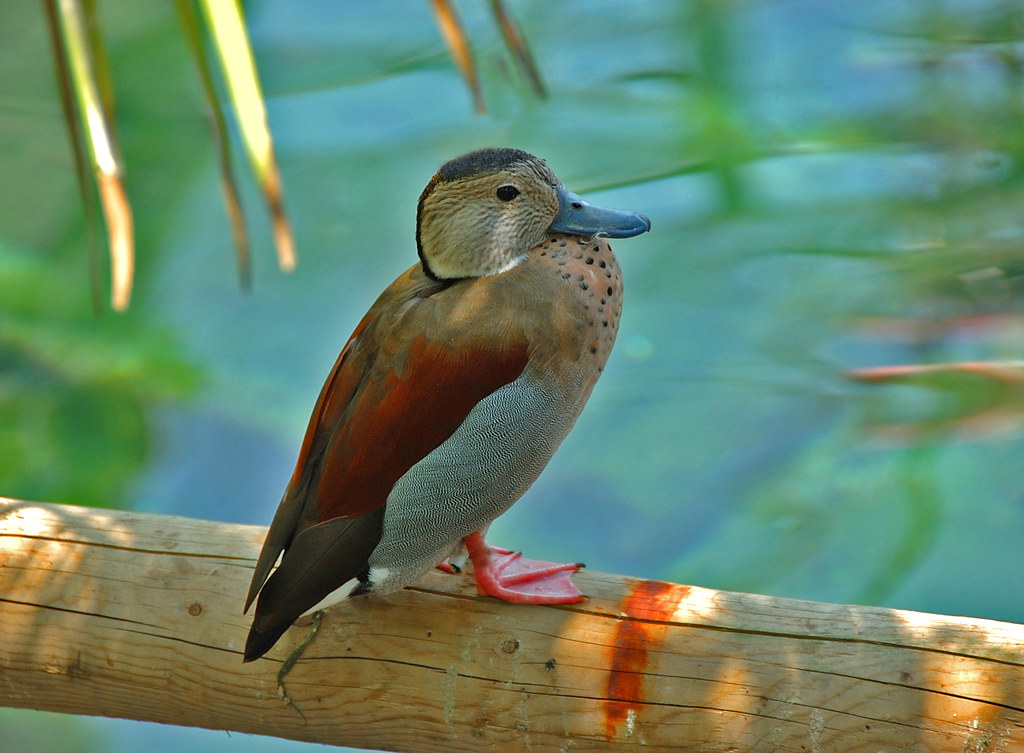 Web june 15, 2022 at 1:05 pm edt + caption (jacksonville zoo and gardens) jacksonville, fla. more from the Jacksonville Zoo Flickr