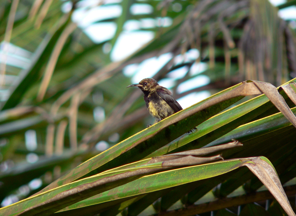 Little bird A little bird that was eating nectar in the fl… Flickr