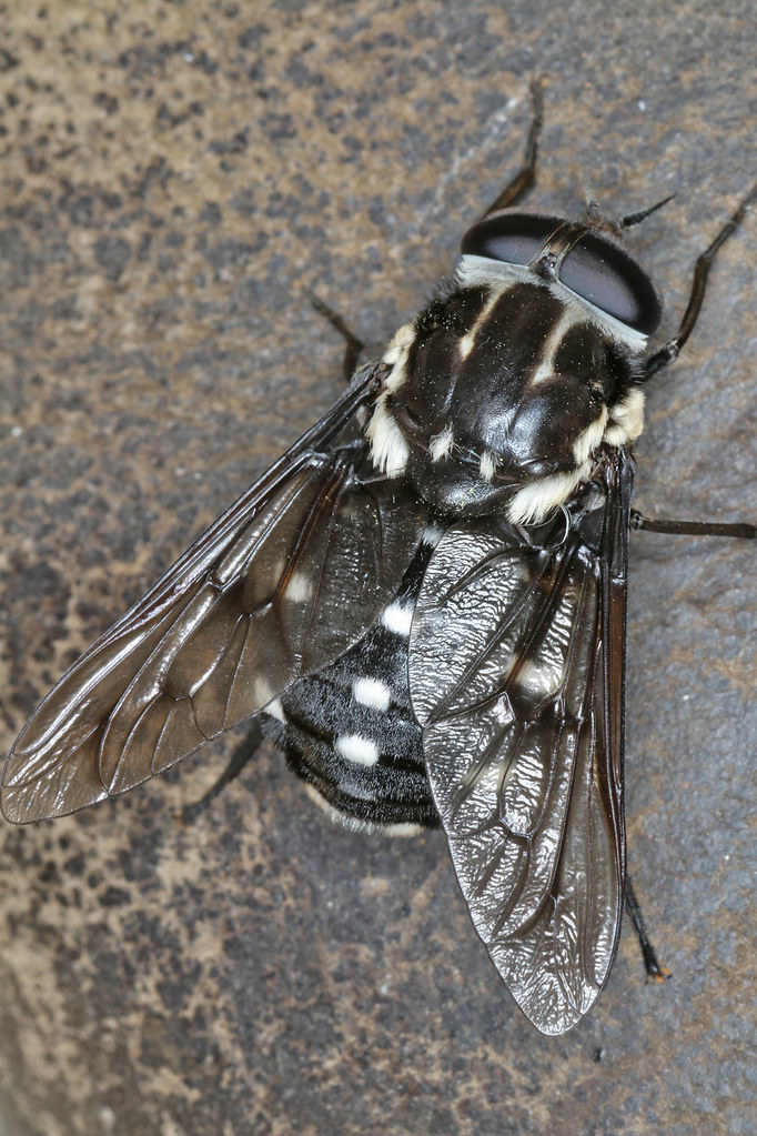 Black fly with white spots IMG_3306AA I was in Girraween N… Flickr