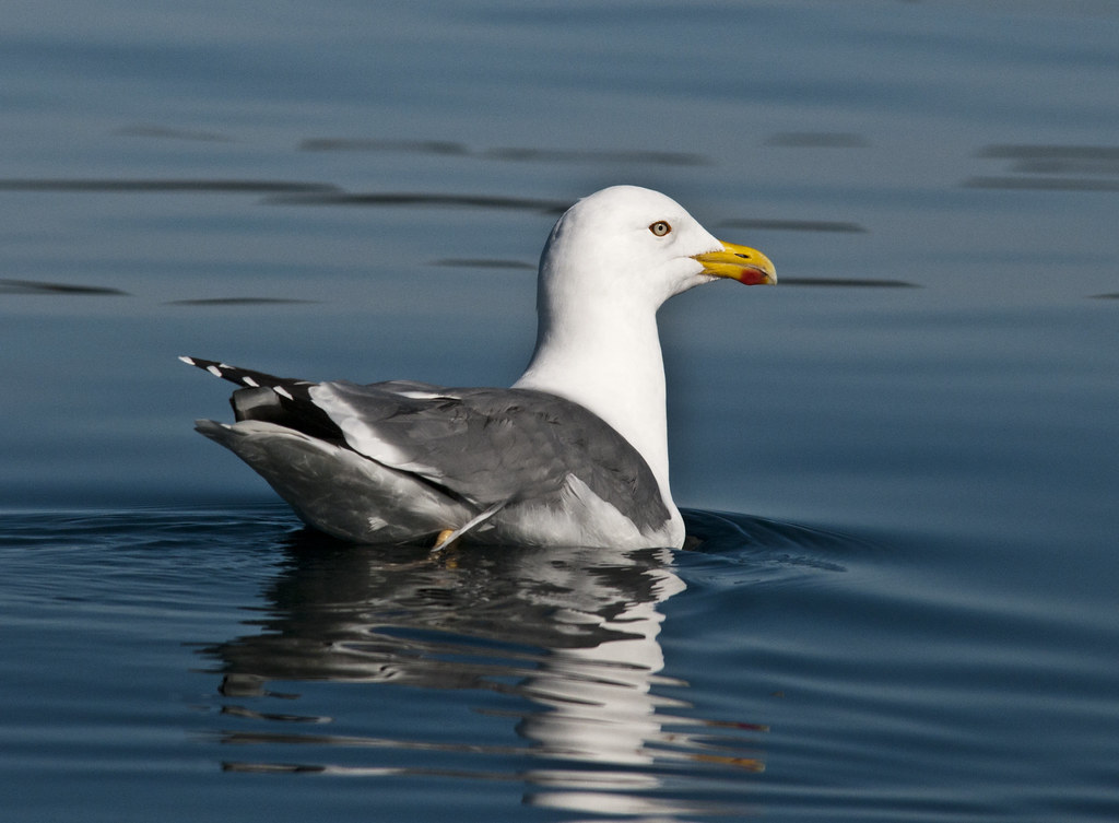 Herring Gull (Larus argentatus), Coastal Archipelago Park … Flickr