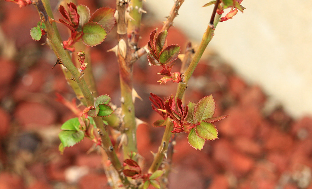 New rose leaves My rose bush is ready for Spring. D. C. Wilson Flickr