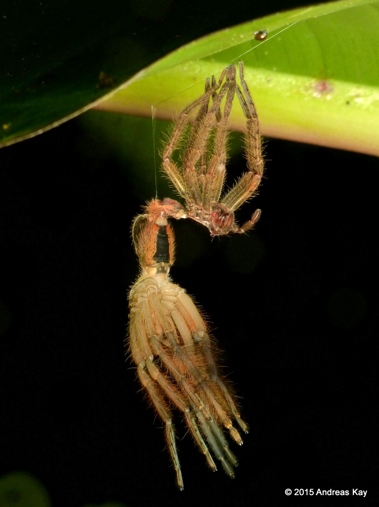 Molting spider from Ecuador Andreas