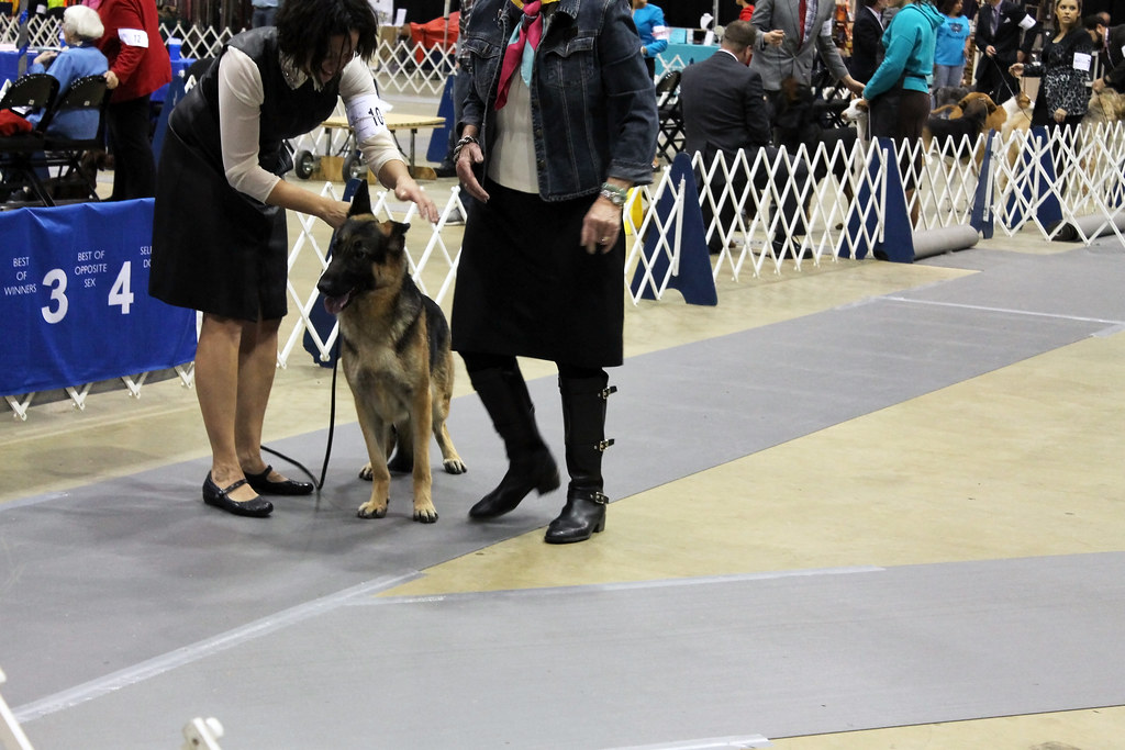 2015 Salisbury Dog Show Flickr