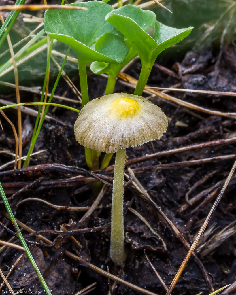 Yellow Fieldcap (Bolbitius titubans) Yellow Fieldcap (Bolb… Flickr