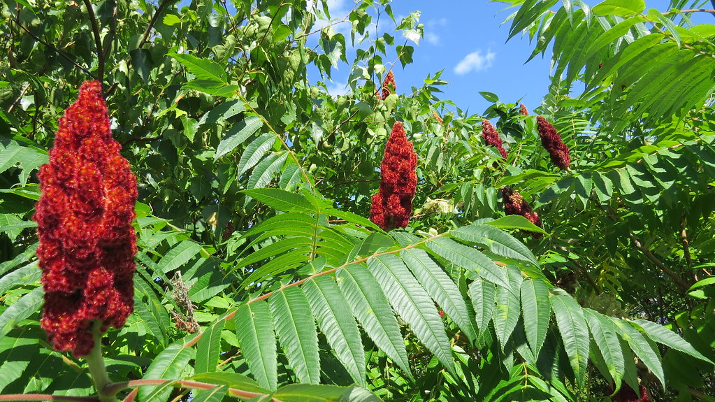 Sumac vinaigrier / Staghorn Sumac Cette plante envahissant… Flickr