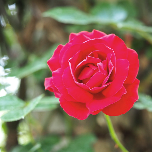 Rose, Dublin Bay, バラ, ダブリン ベイ, Rose, Dublin Bay, バラ, ダブリン … Flickr